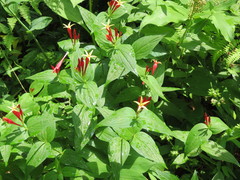 Spigelia marilandica