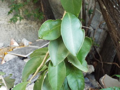 Pereskia