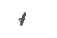 Milvus migrans