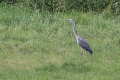 Ardea cinerea