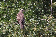 Milvus migrans