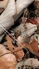Lithobates neovolcanicus