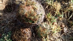Coryphantha radians