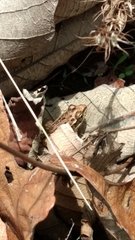 Lithobates neovolcanicus