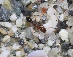 Cardiocondyla mauritanica