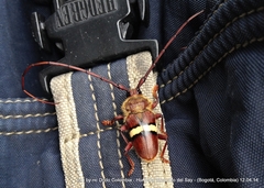 Deretrachys juvencus