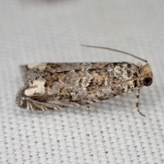 Epiblema abruptana