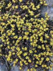 Sedum nokoense