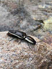 Chalcolepidius apacheanus