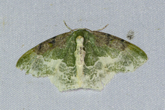 Eucyclodes semialba