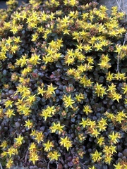 Sedum nokoense