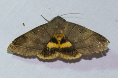 Thyas coronata