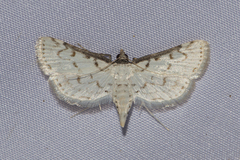 Parapoynx fuscicostalis