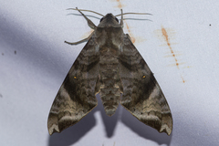 Acosmeryx pseudonaga