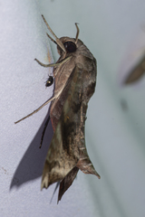 Acosmeryx pseudonaga