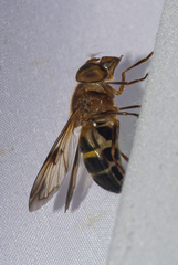 Volucella trifasciata