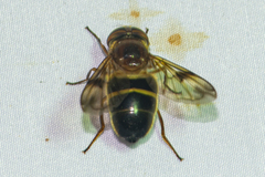 Volucella trifasciata