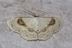 Problepsis delphiaria