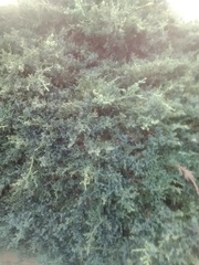 Juniperus