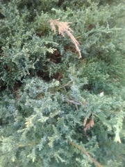 Juniperus