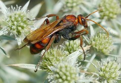 Cryptocheilus rubellus