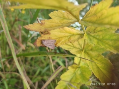 Photedes fluxa