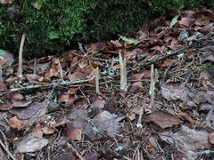 Alloclavaria purpurea
