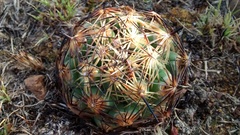 Coryphantha radians