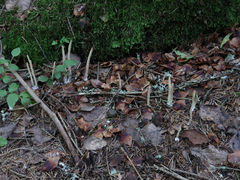 Alloclavaria purpurea