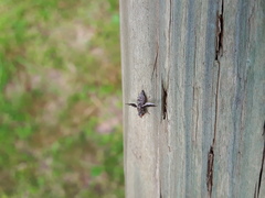 Callopistromyia strigula
