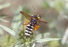 Cerceris tuberculata