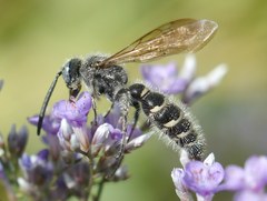 Colpa quinquecincta