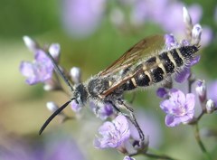 Colpa quinquecincta