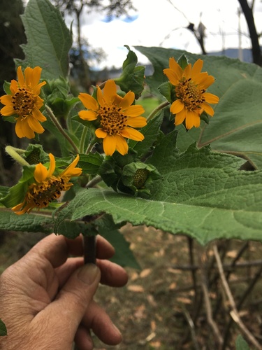 Smallanthus sonchifolius, photograph 5
