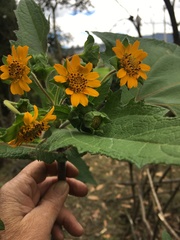 Smallanthus sonchifolius