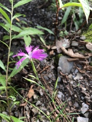 Dianthus longicalyx