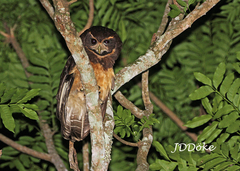 Pulsatrix koeniswaldiana