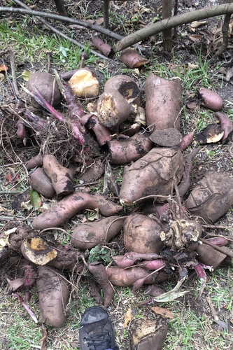 Smallanthus sonchifolius, photograph 6