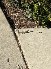 Sceloporus occidentalis
