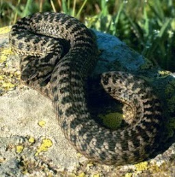 Darevsky's Viper