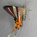 Geometroidea - Photo (c) Steven Easley,  זכויות יוצרים חלקיות (CC BY-NC), uploaded by Steven Easley
