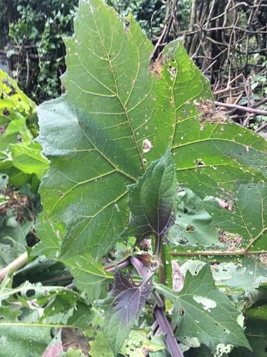 Smallanthus sonchifolius, photograph 4