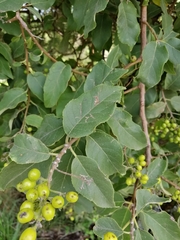 Ehretia latifolia