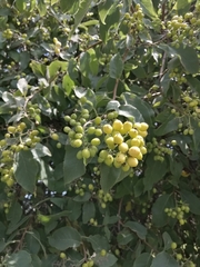 Ehretia latifolia