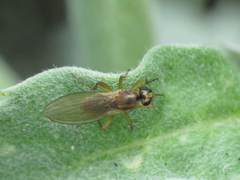 Lonchoptera lutea