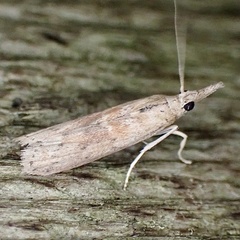 Macrorrhinia endonephele