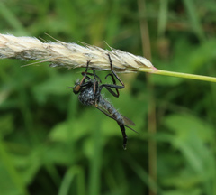 Neoitamus socius