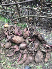 Smallanthus sonchifolius