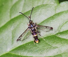 Synanthedon