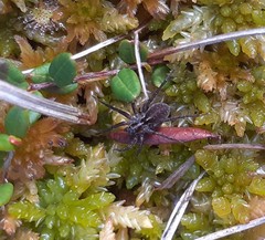 Pardosa sphagnicola